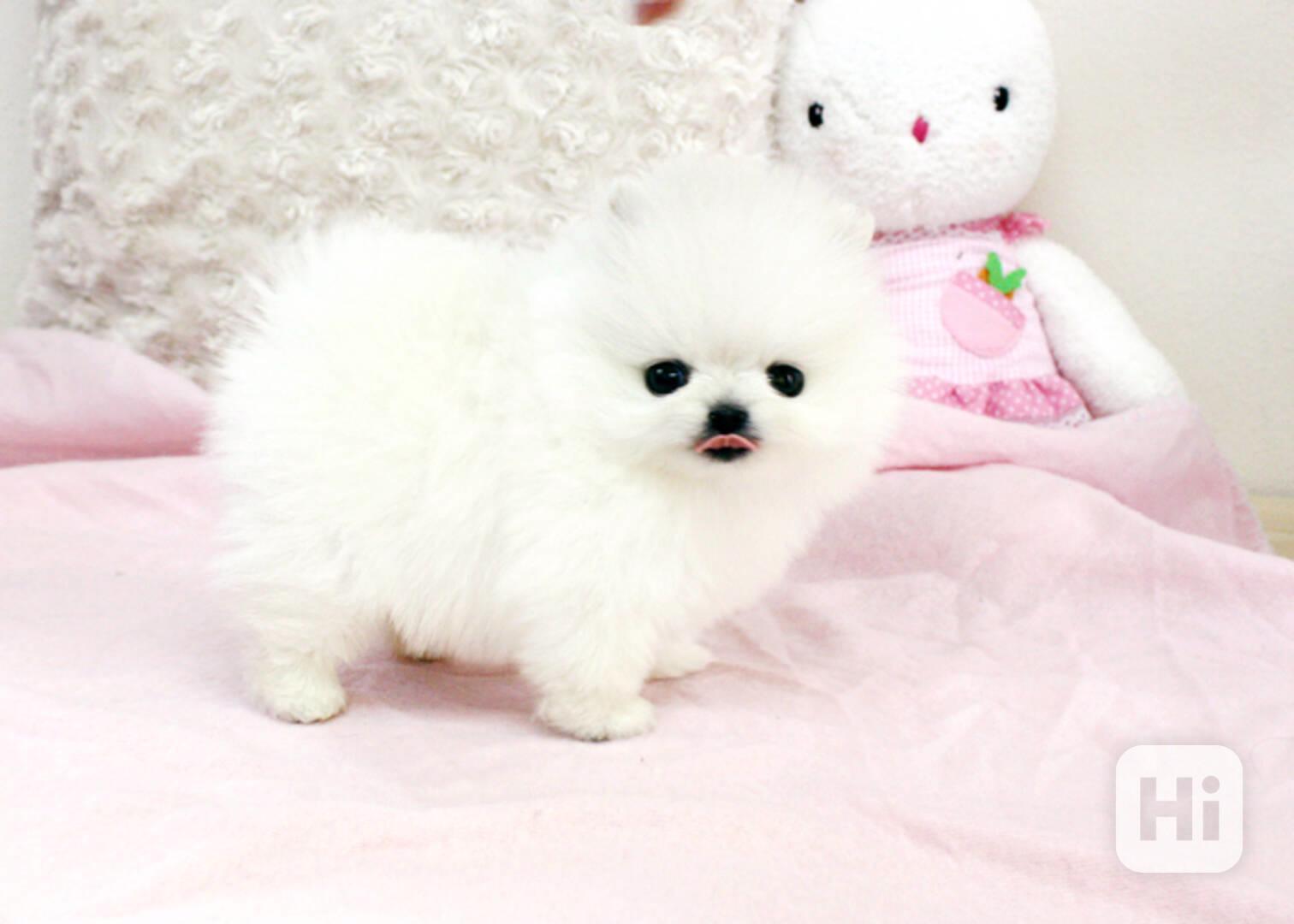 Prodám štěňátka německý špic trpasličí (pomeranian) - foto 1