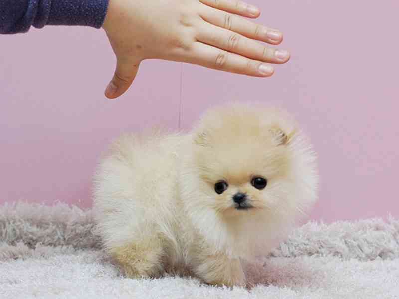 Prodám štěňátka německý špic trpasličí (pomeranian) - foto 3