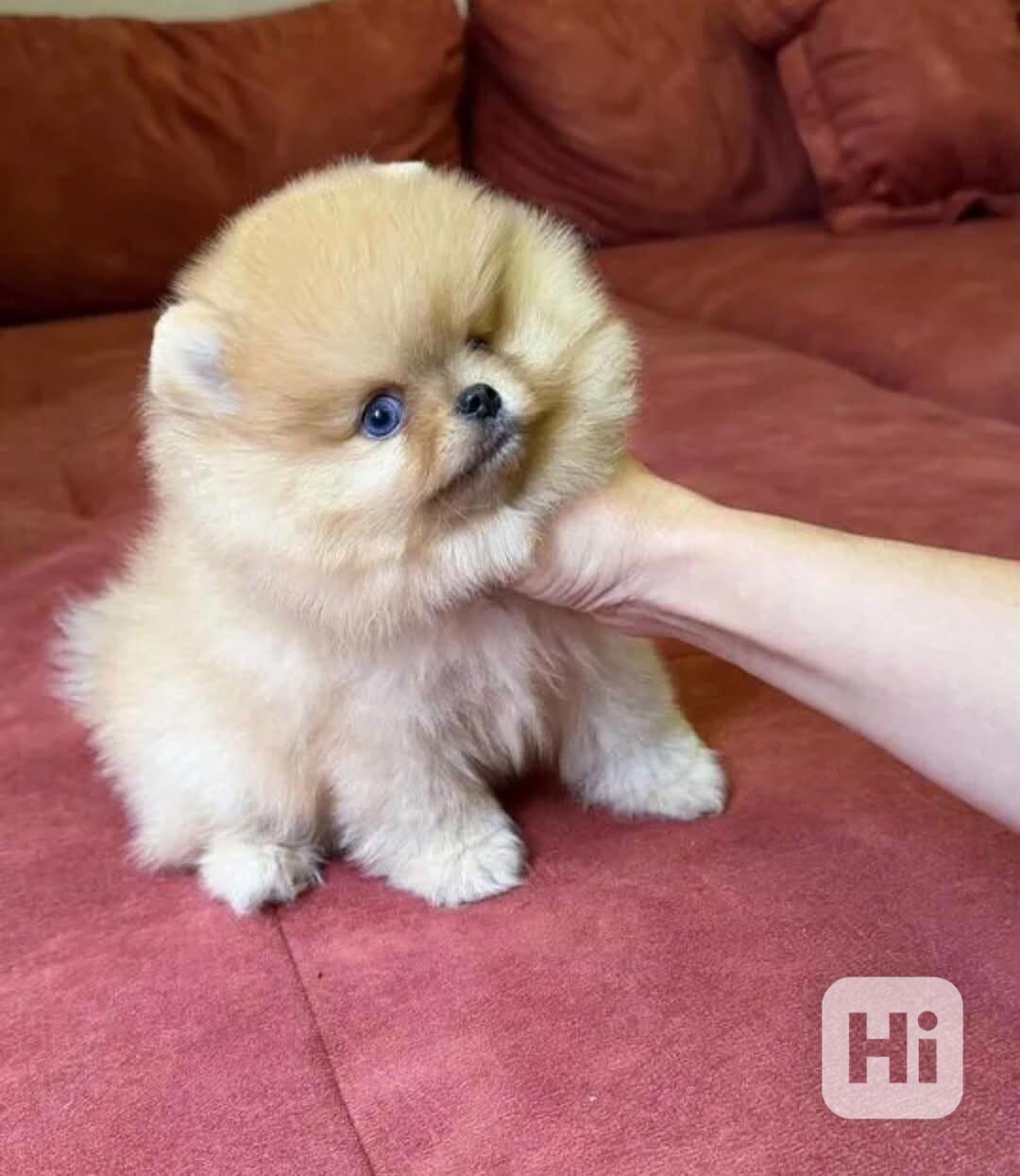 prodej pomeraniana - foto 1