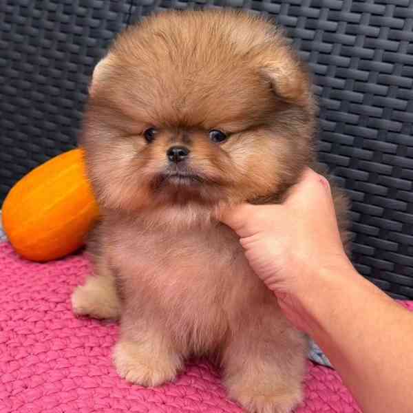 prodej pomeraniana - foto 3