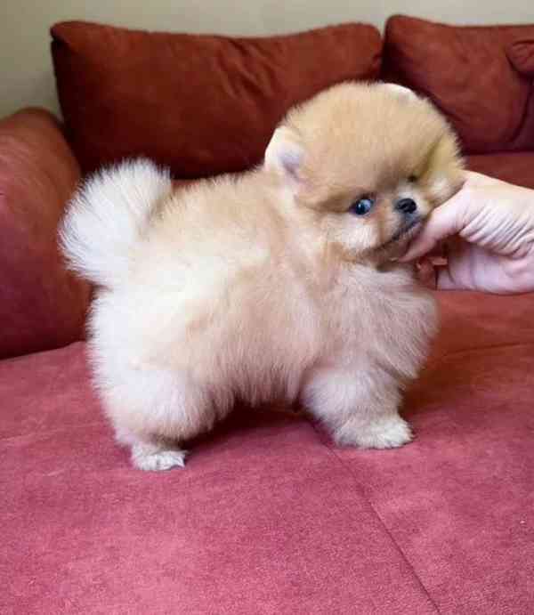 prodej pomeraniana - foto 2