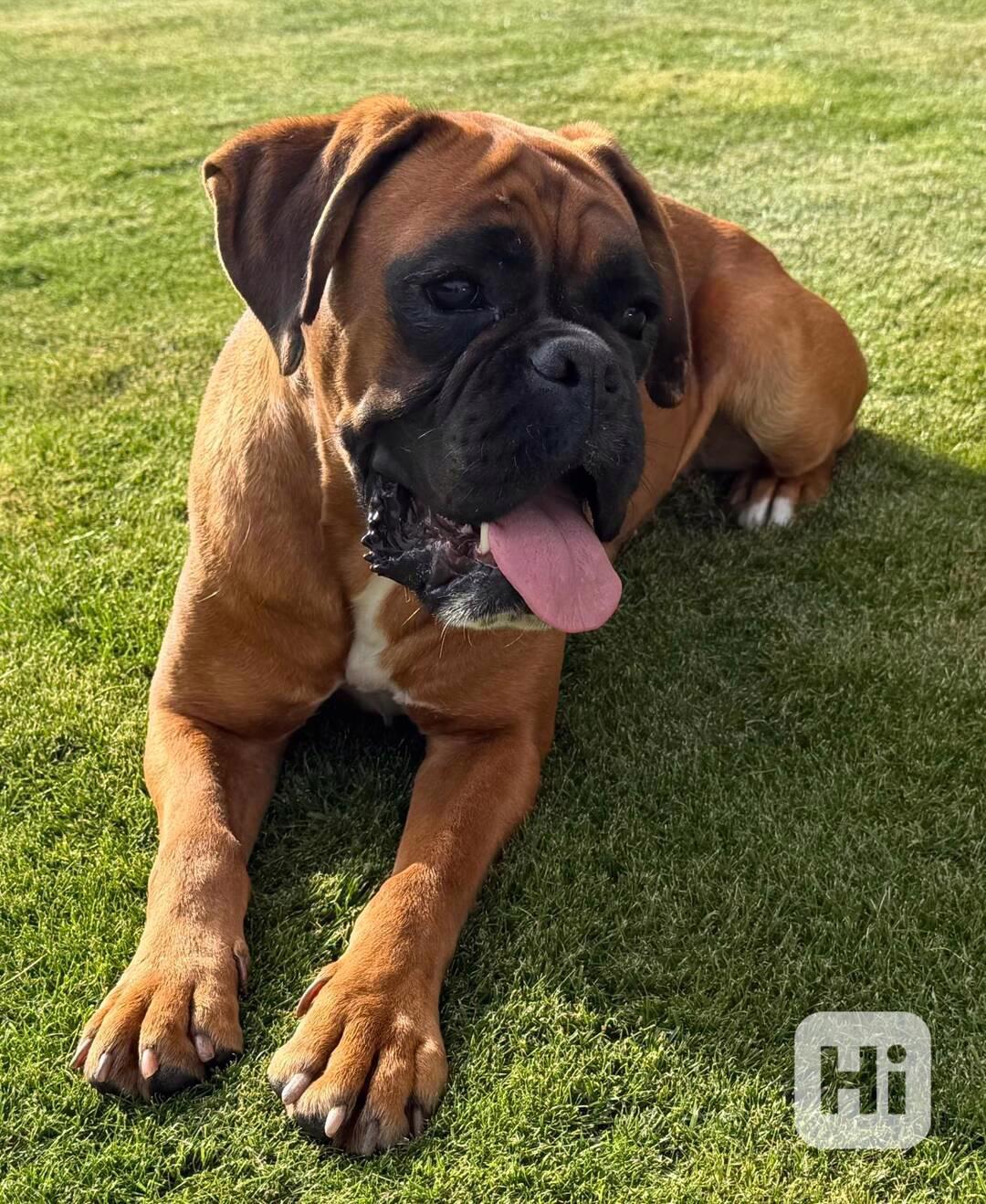 Německý boxer - foto 1