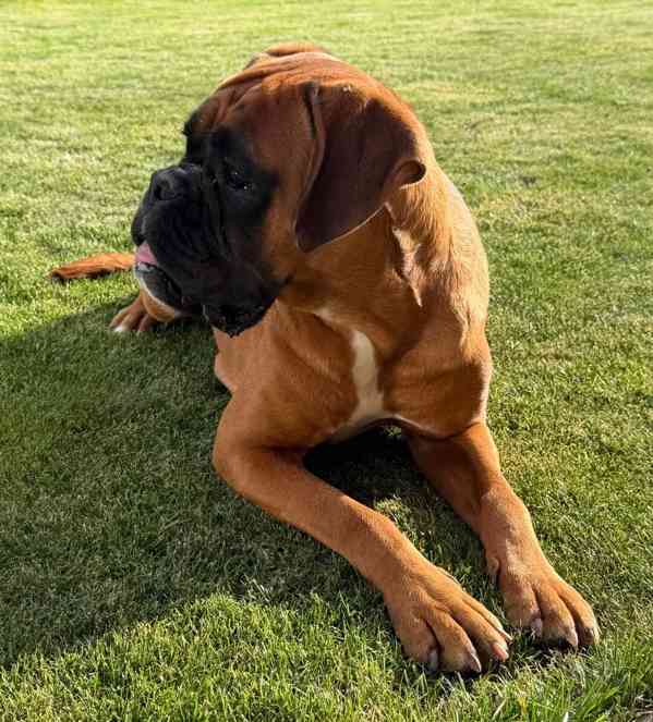 Německý boxer - foto 2