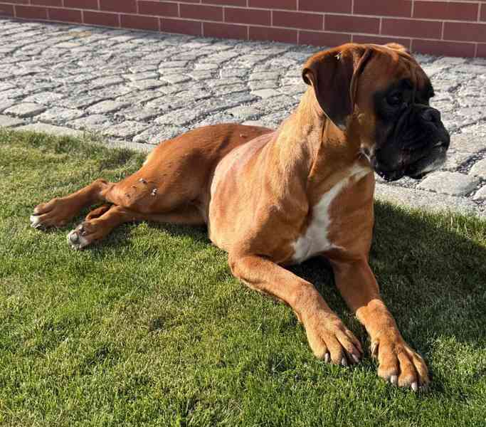 Německý boxer - foto 3