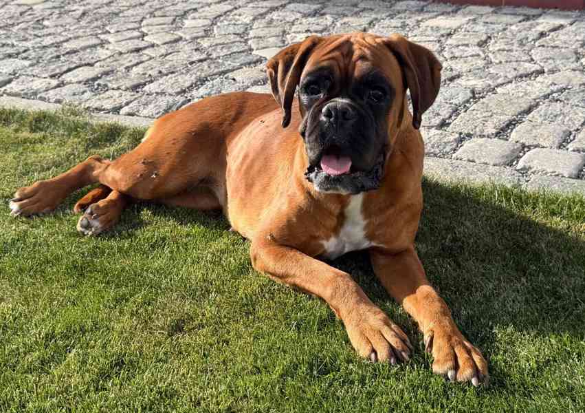 Německý boxer - foto 4