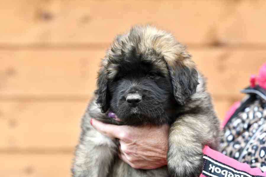 Leonberger s PP - foto 4