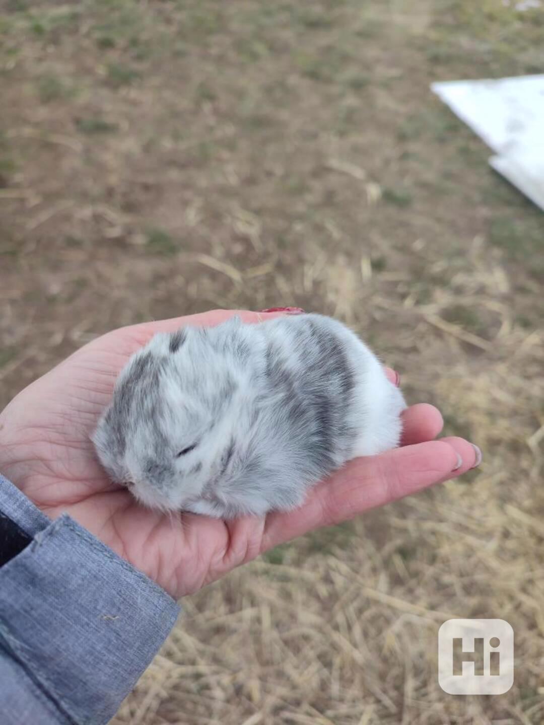 Zakrslý králíček - foto 1