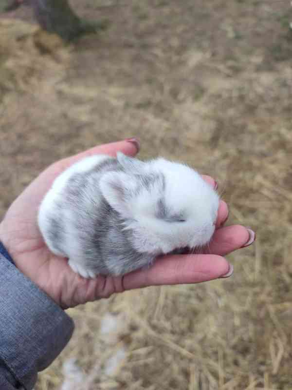 Zakrslý králíček - foto 2