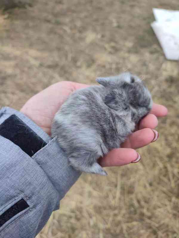 Zakrslý králíček - foto 5