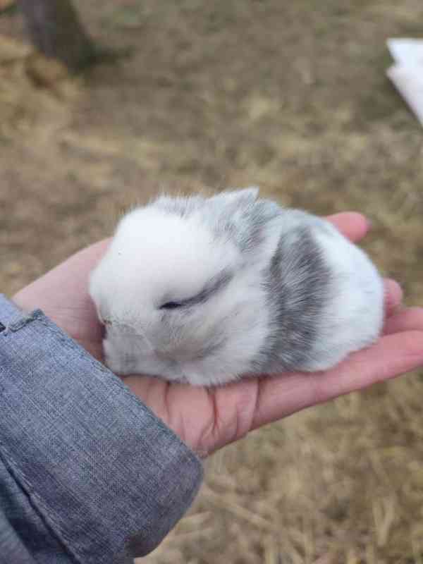 Zakrslý králíček - foto 3