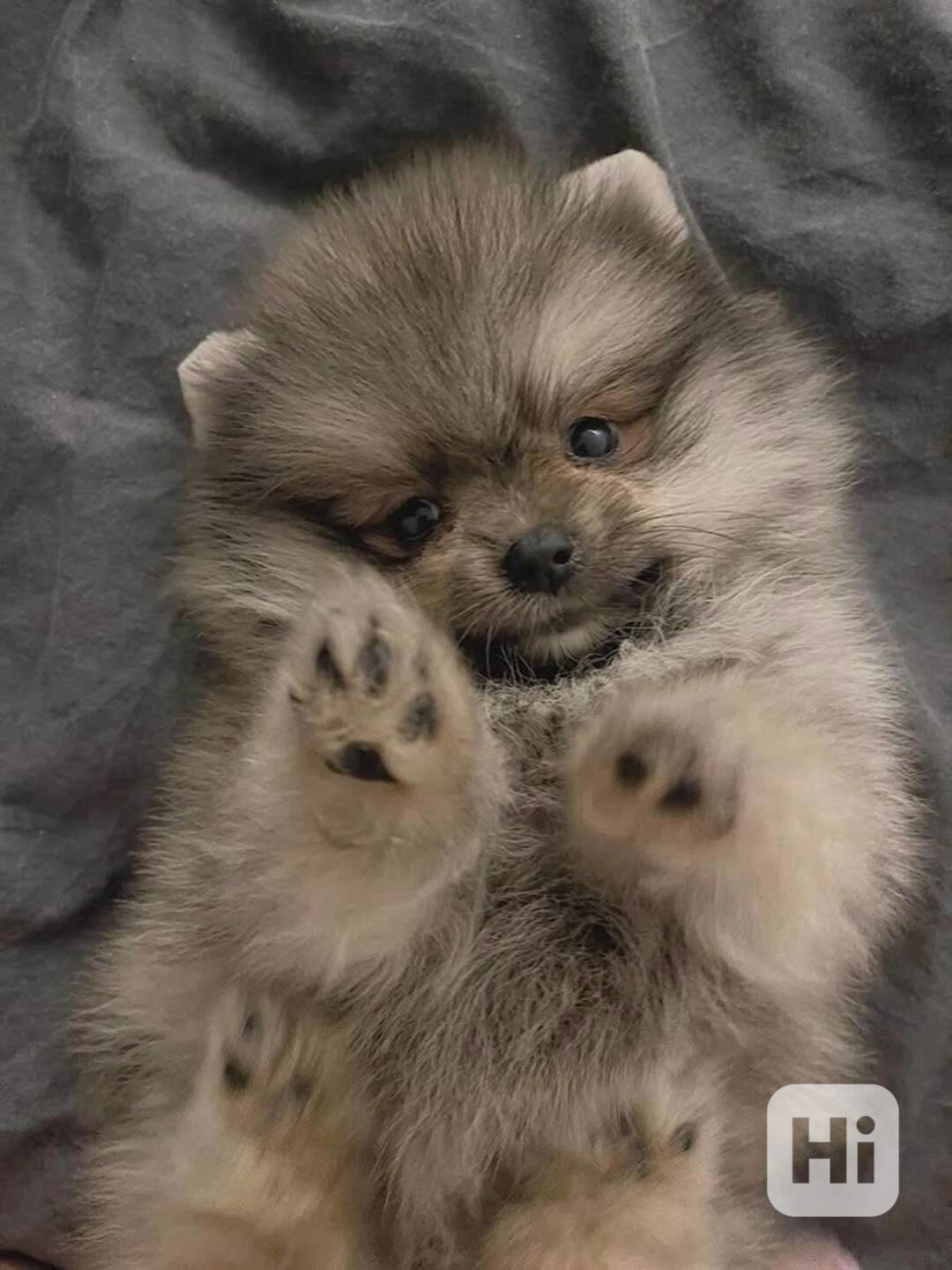 Čistokrevný pomeranian - foto 1