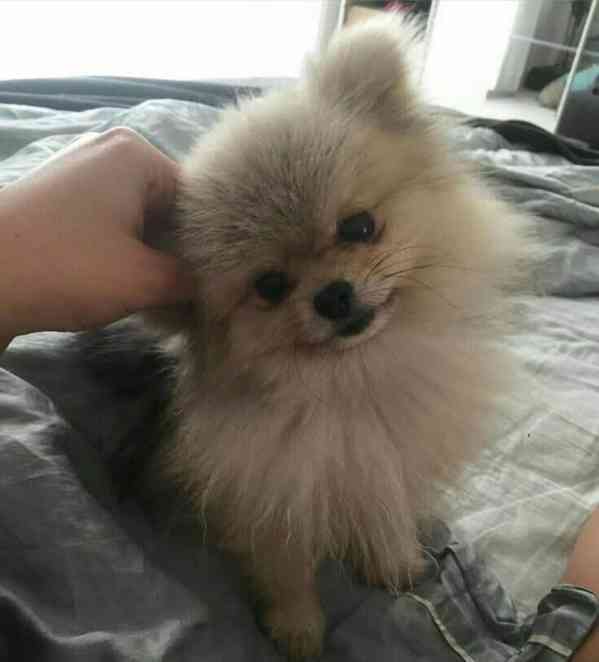 Čistokrevný pomeranian - foto 6