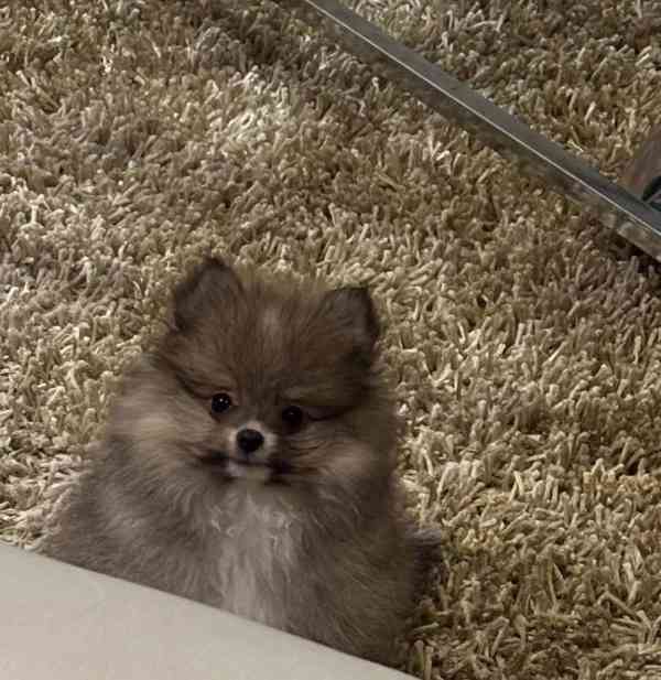 Čistokrevný pomeranian - foto 2