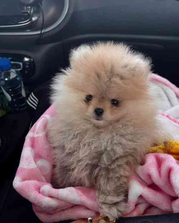 Čistokrevný pomeranian - foto 3