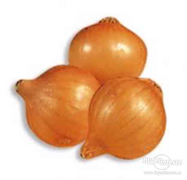Cibule Stoccarda - semena - foto 1