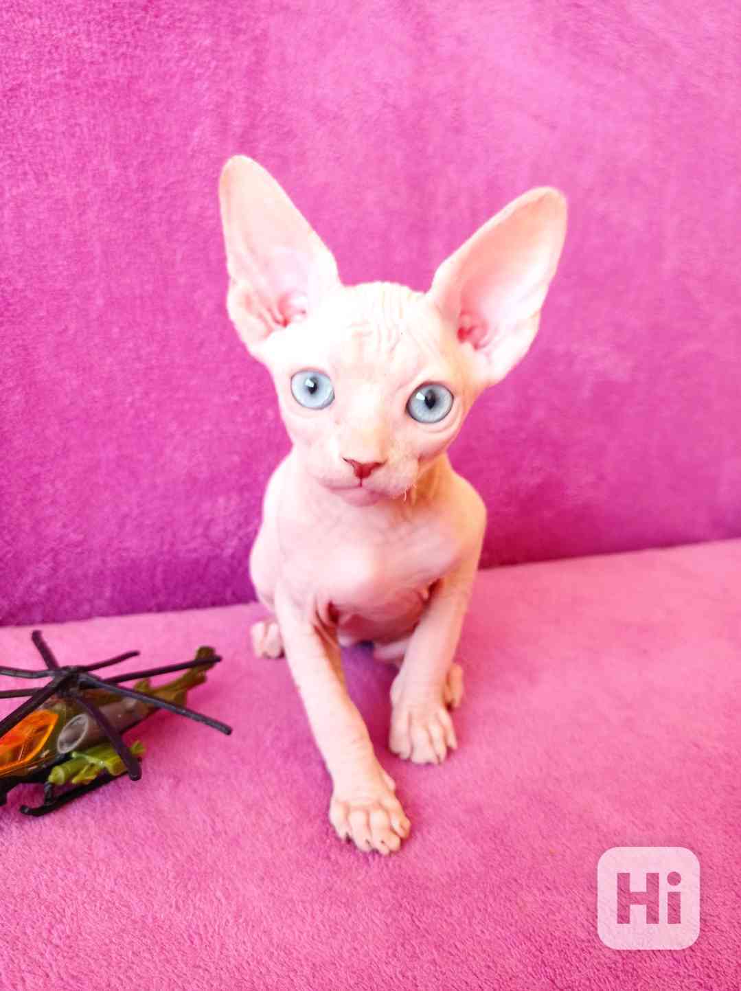 SPHYNX koťátko bez PP - foto 1
