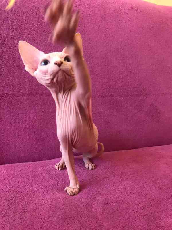 SPHYNX koťátko bez PP - foto 5