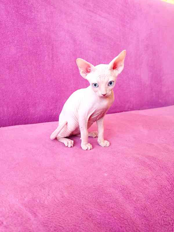 SPHYNX koťátko bez PP - foto 3