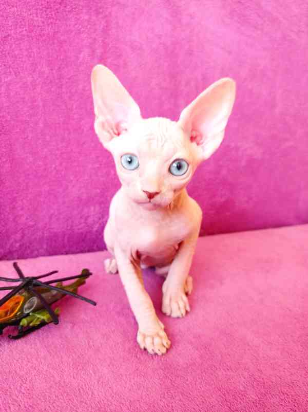 SPHYNX koťátko bez PP - foto 1