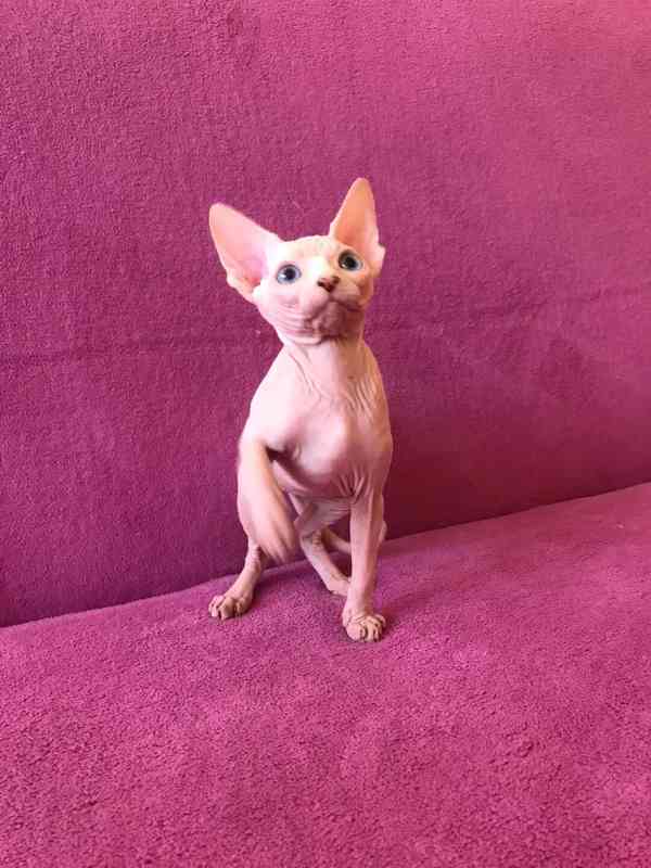 SPHYNX koťátko bez PP - foto 4