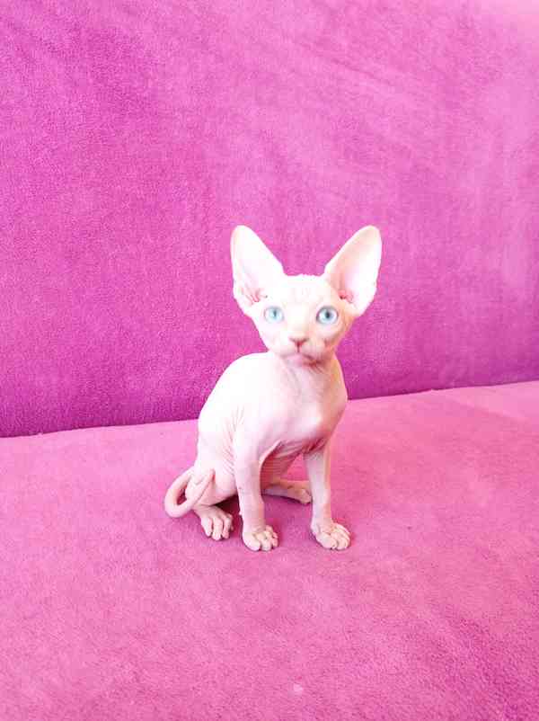 SPHYNX koťátko bez PP - foto 2