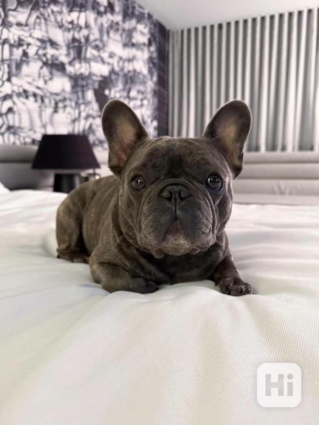 Tato rozkošná štěňátka francouzského buldočka  - foto 1