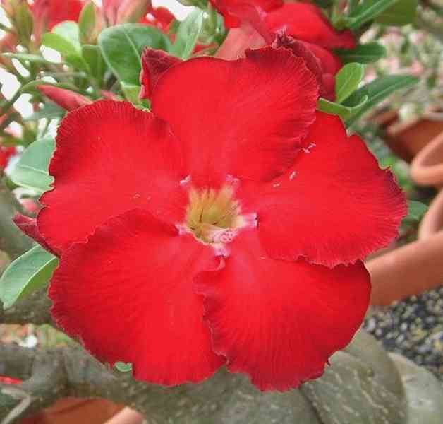 semena Adenium obesum star of heaven