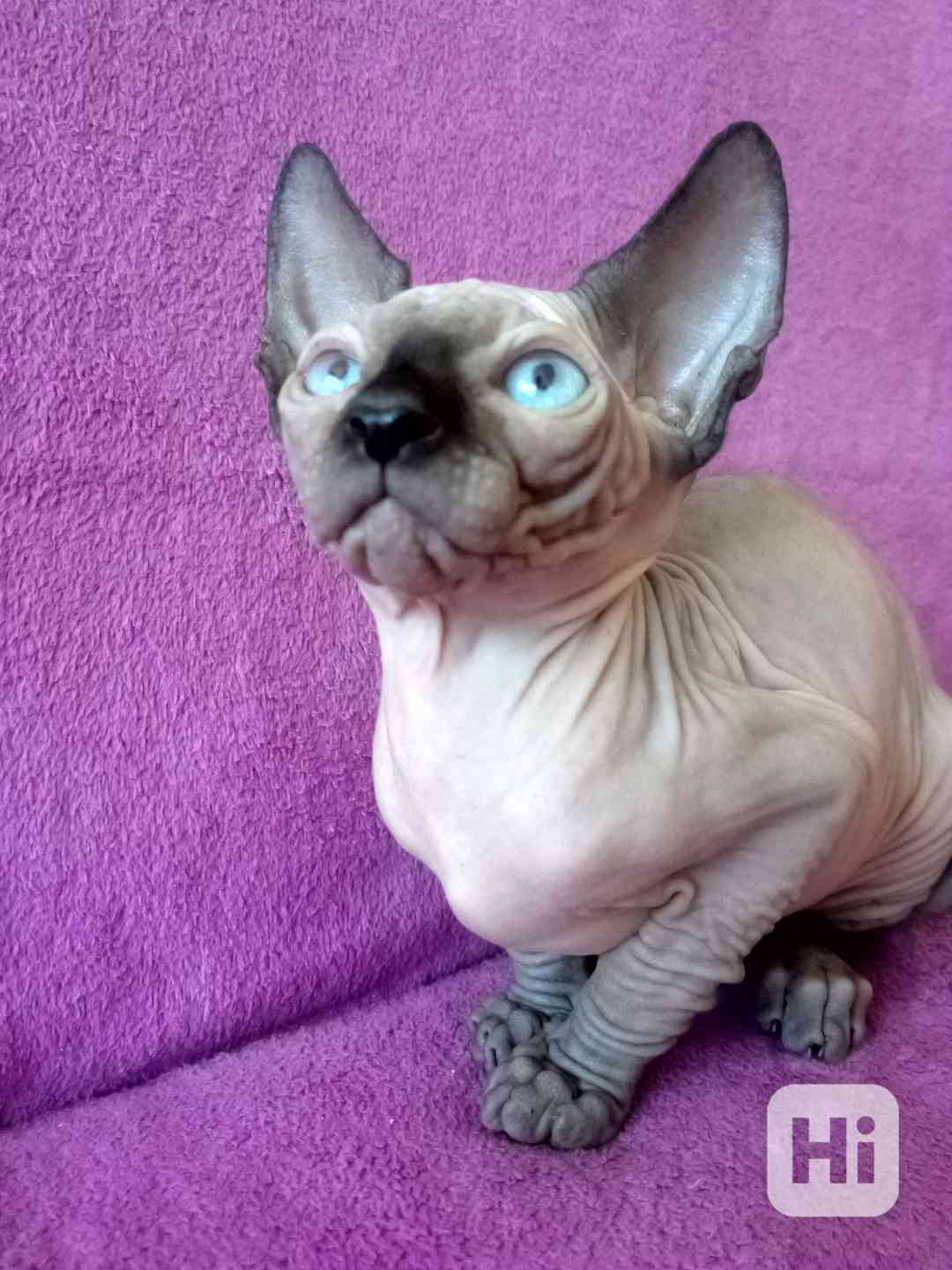 SPHYNX bez PP - foto 1