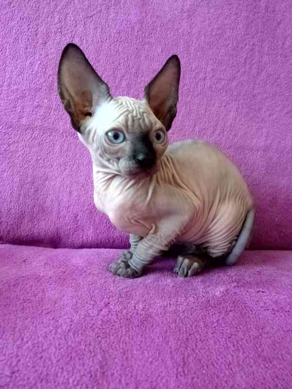 SPHYNX bez PP - foto 2