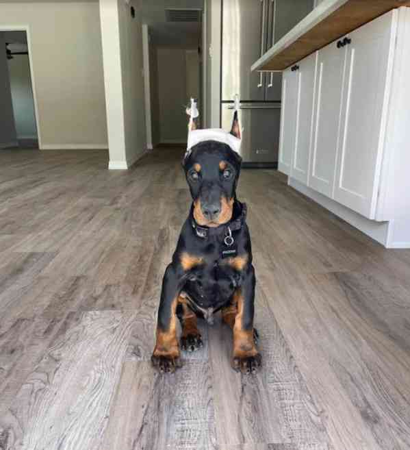 Doberman PUPPIES READY FOR NEW HOME - foto 1
