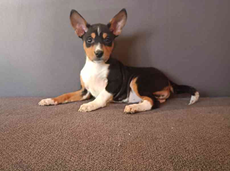 Basenji - prodám štěňata bez pp - foto 2