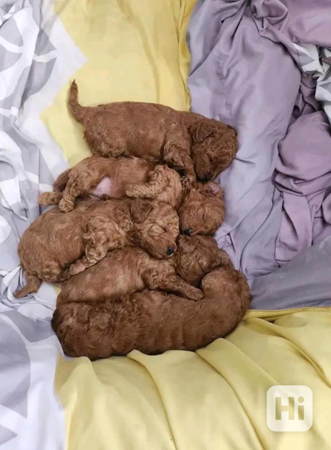 Miniaturní pudl - foto 1