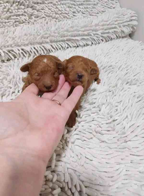 Miniaturní pudl - foto 2