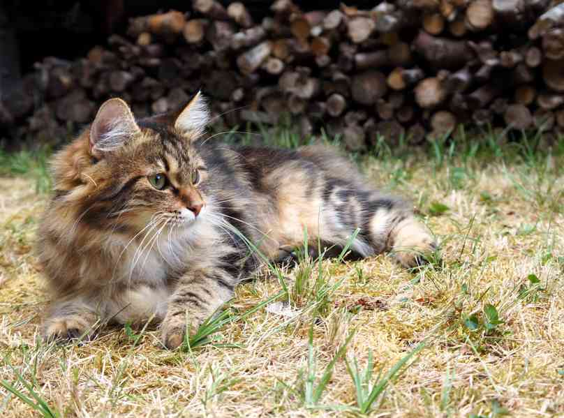 Kurilský Bobtail s PP - foto 4