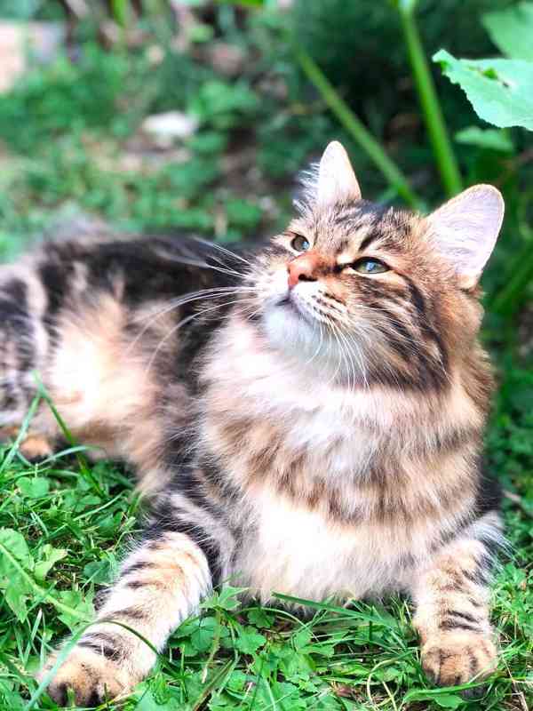 Kurilský Bobtail s PP - foto 7