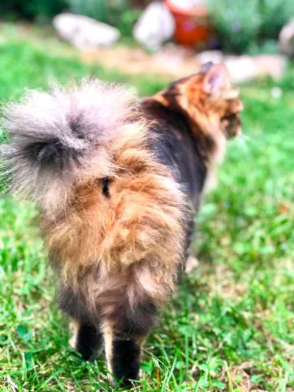 Kurilský Bobtail s PP - foto 6