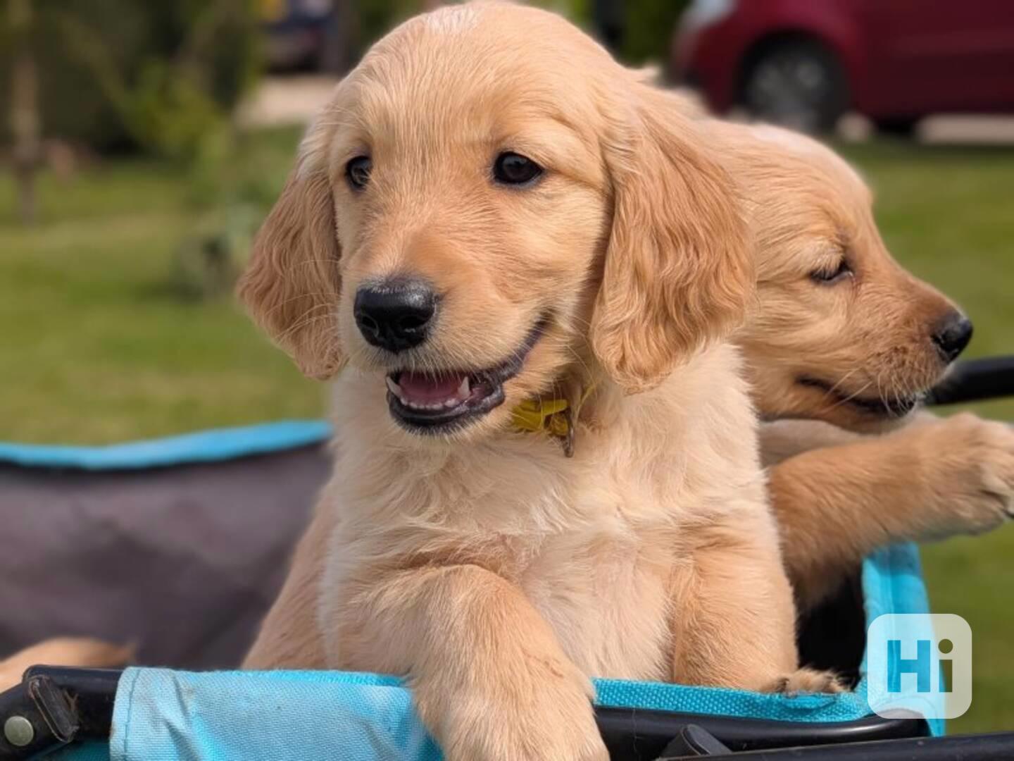 Štěňata zlatého retrívra k adopci - foto 1