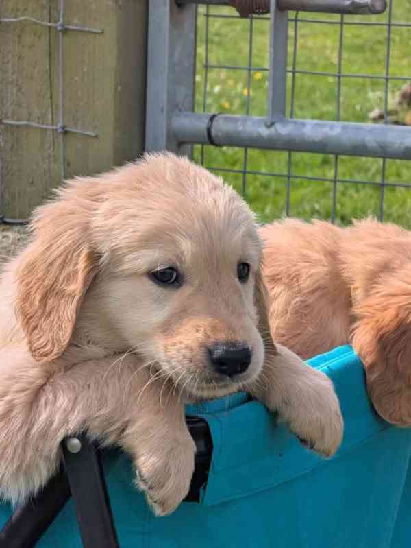 Štěňata zlatého retrívra k adopci - foto 3