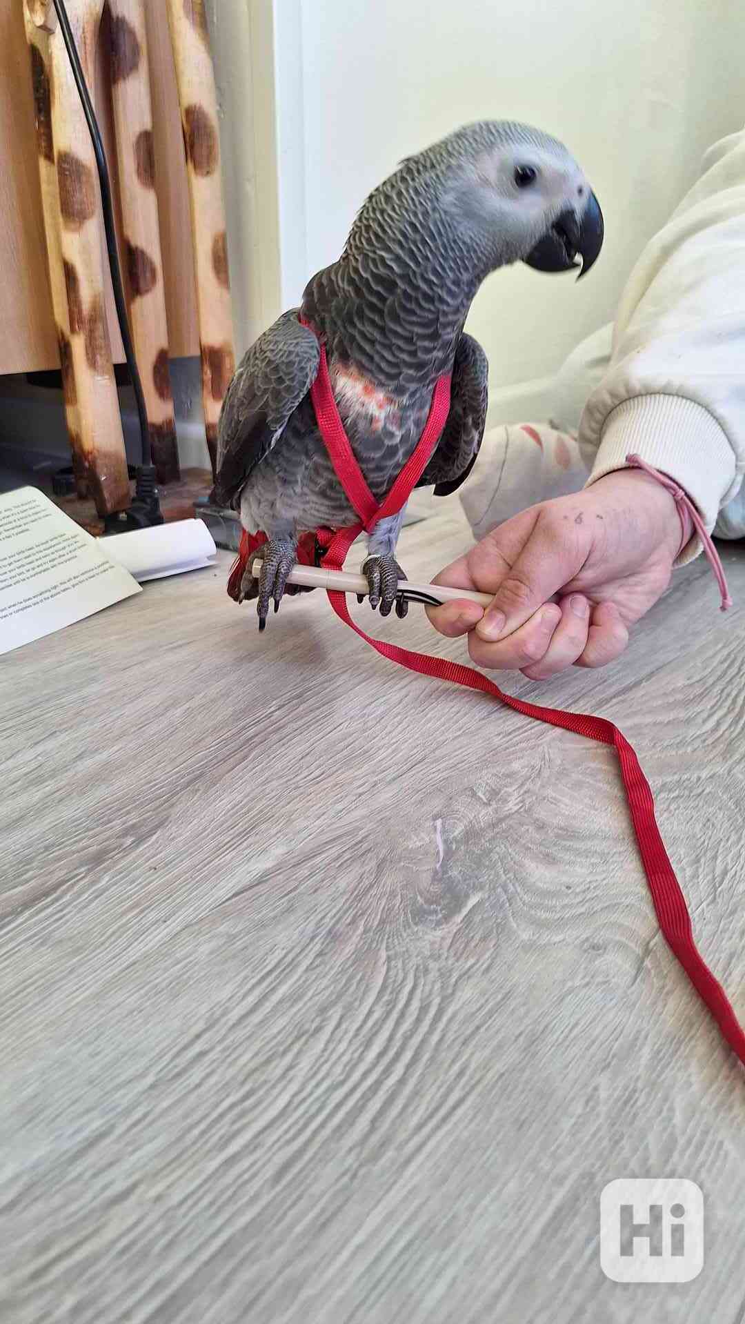 Papoušek Žako - foto 1