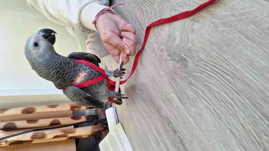 Papoušek Žako - foto 1