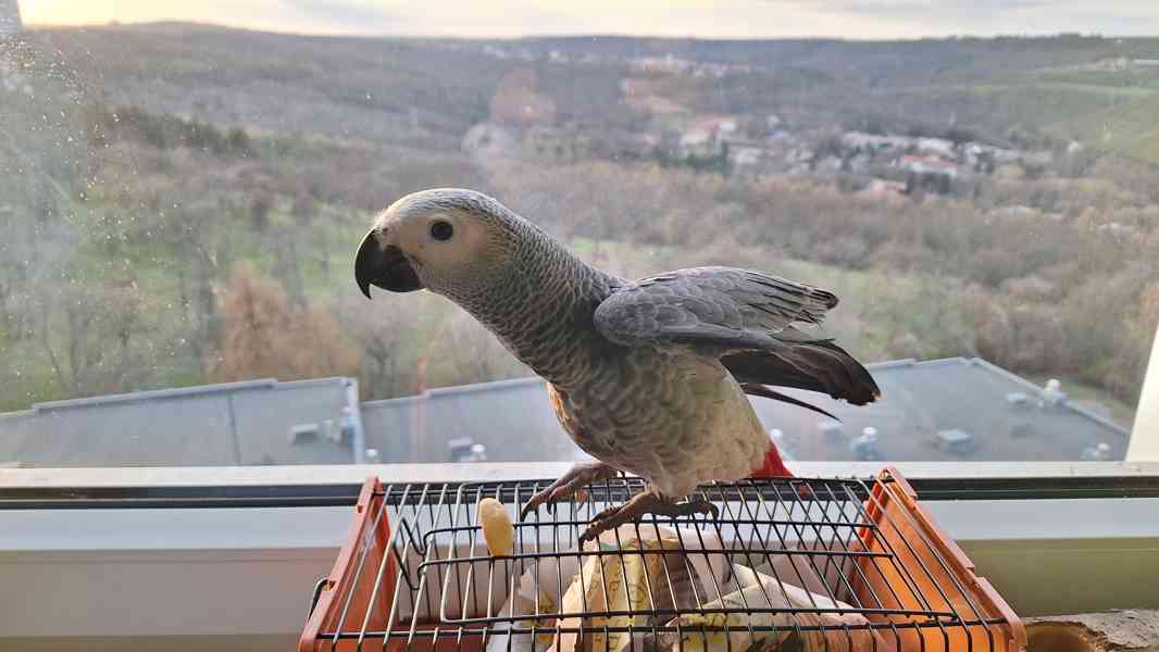 Papoušek Žako - foto 2