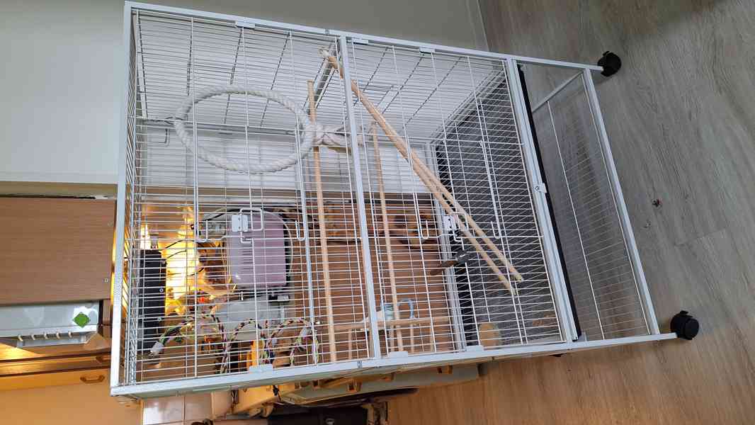 Papoušek Žako - foto 3