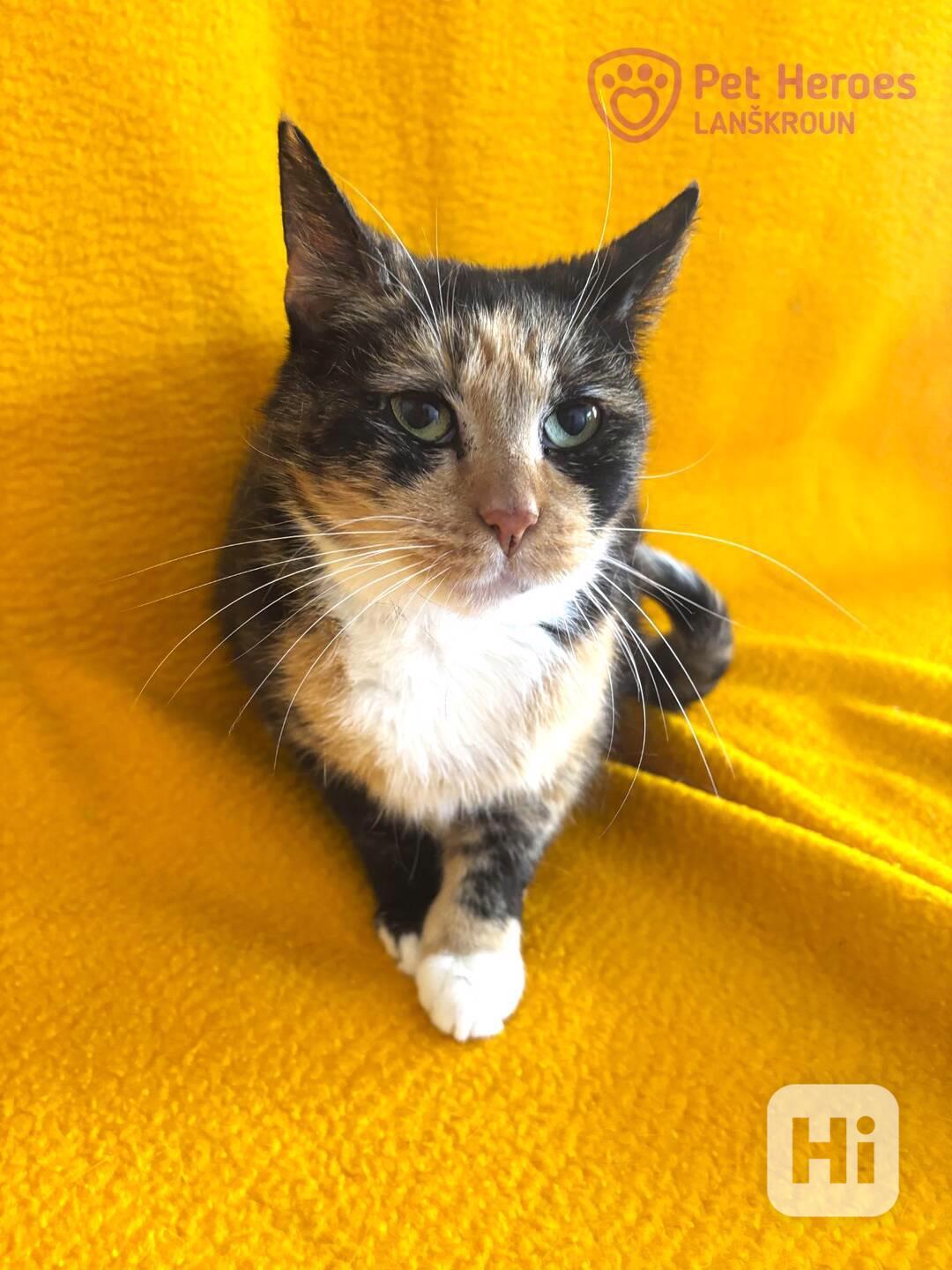 Lady Tiramisa z Mordoru ❤ kočičí drahokam ❤ - foto 1