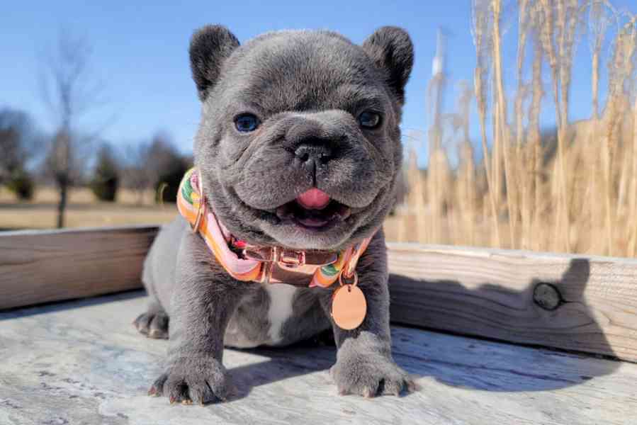 Štěňata francouzského buldoka - foto 1