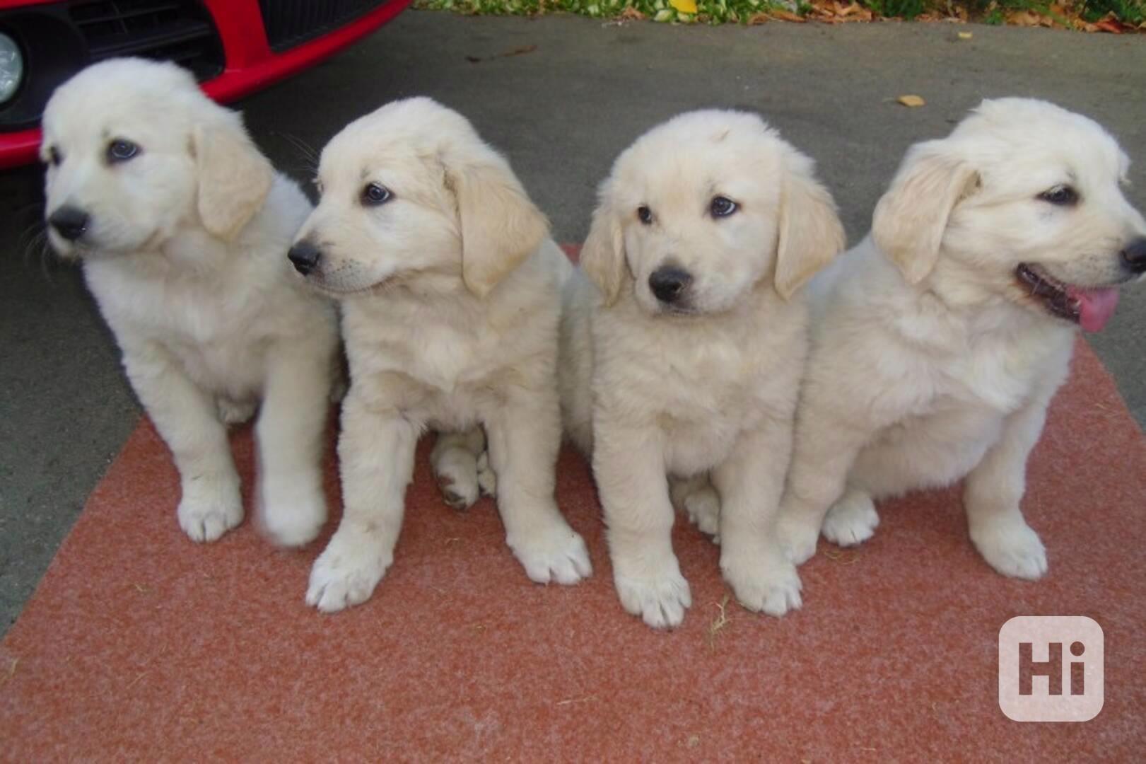 golden retriever puppies - foto 1