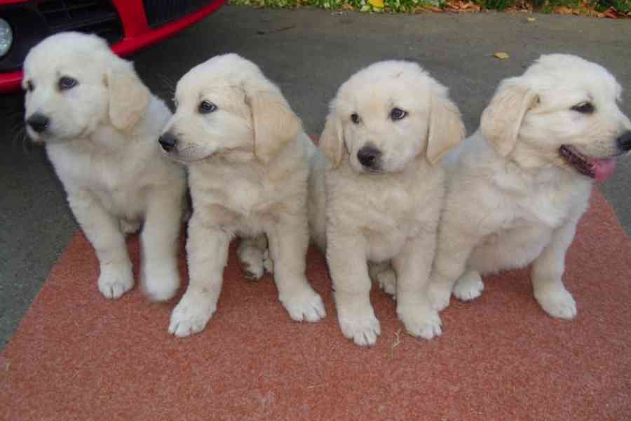 golden retriever puppies - foto 1