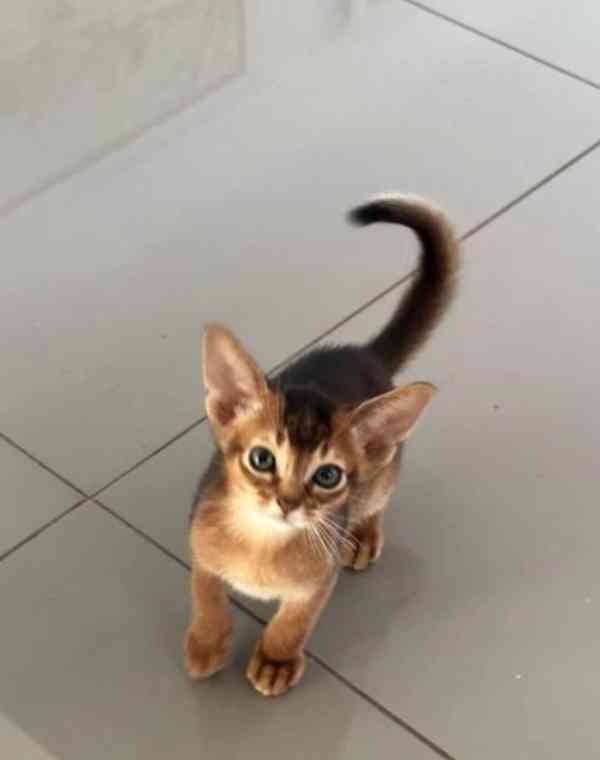 Habešská koťátka hledají krásný domov - foto 1