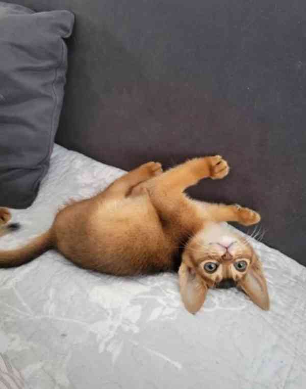 Habešská koťátka hledají krásný domov - foto 4