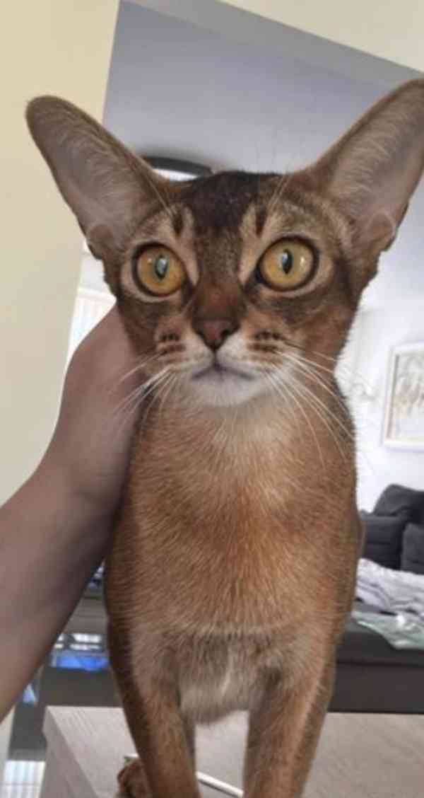 Habešská koťátka hledají krásný domov - foto 3