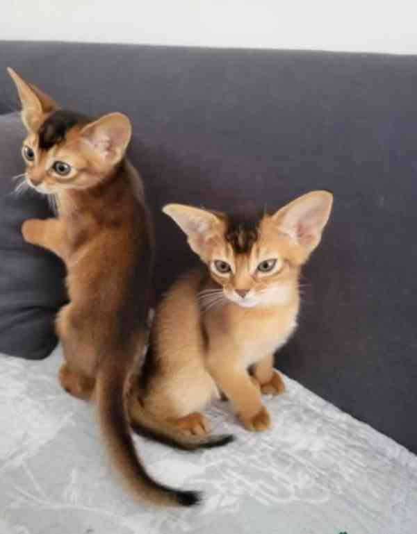 Habešská koťátka hledají krásný domov - foto 6